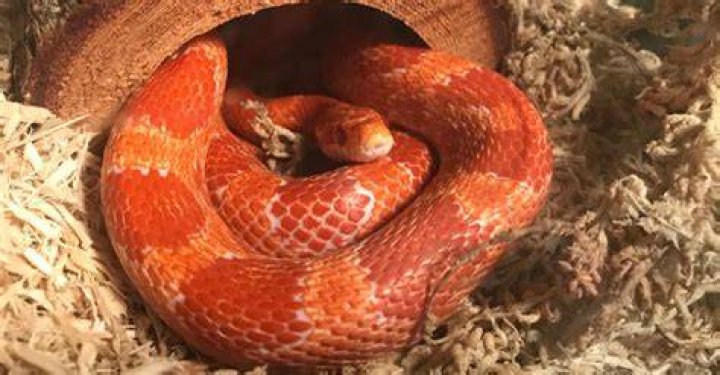 Are corn snake dangerous?