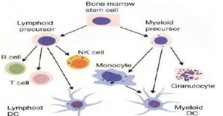 Are dendritic cells myeloid cells?