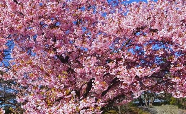 Can cherry trees grow in texas?