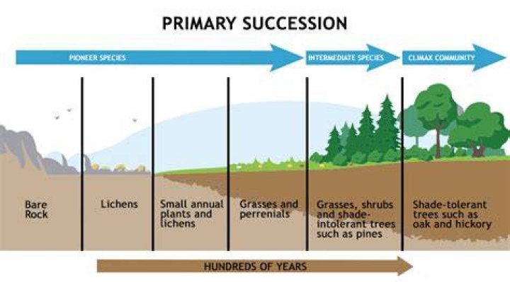 Can ecological succession be predicted?
