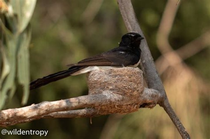Can willy wagtails eat bread?