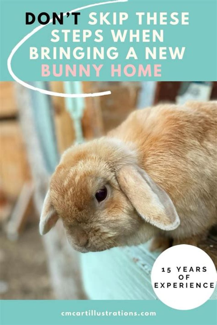 Could you take bunnies a bath?