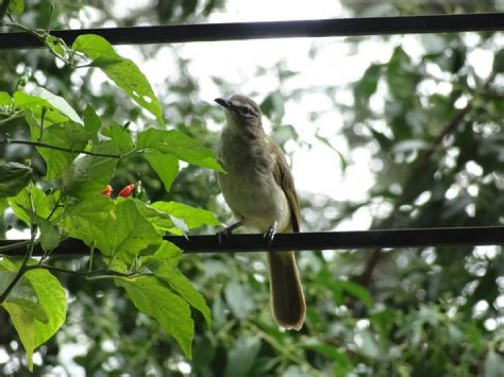 Do birds eat chillies?