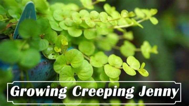 Do deer eat creeping jenny?