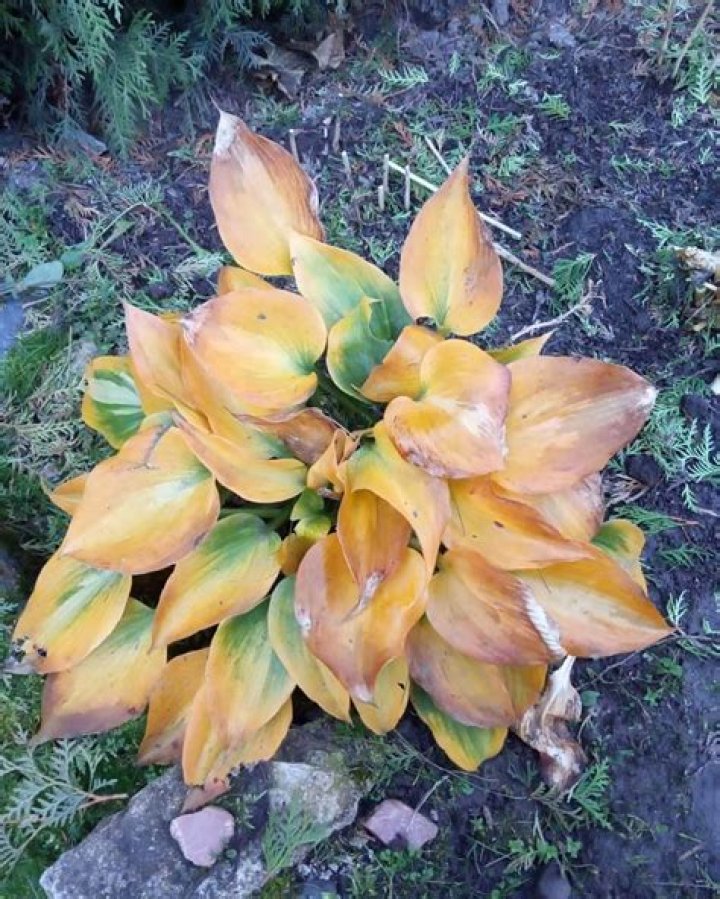 Do hostas need to be protected from frost?
