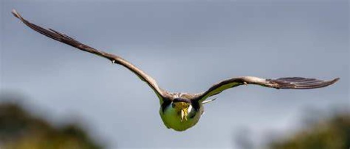 Do minor birds swoop?