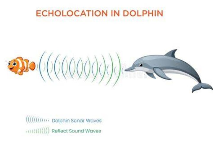 Does dolphin use echolocation?