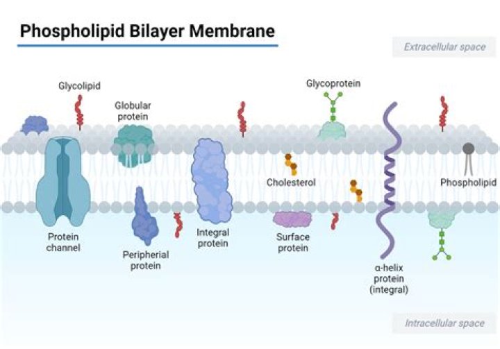 Does endocytosis move through the phospholipid bilayer?