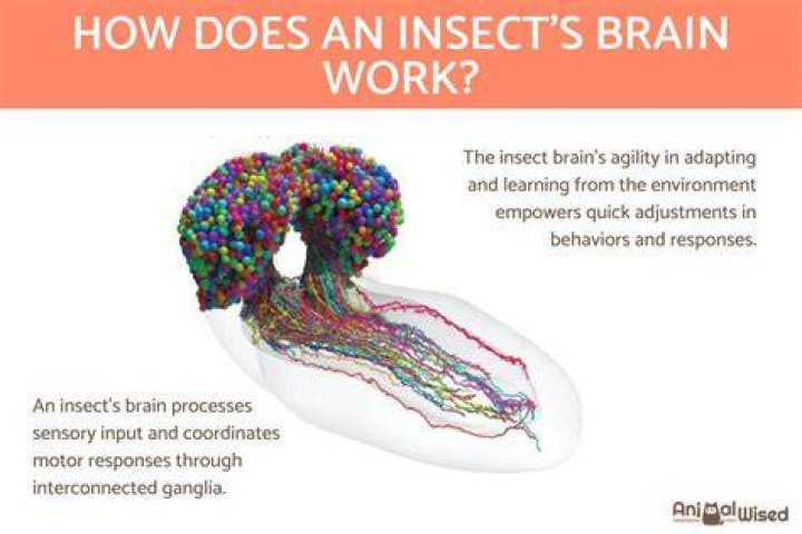 Does insects have brains?