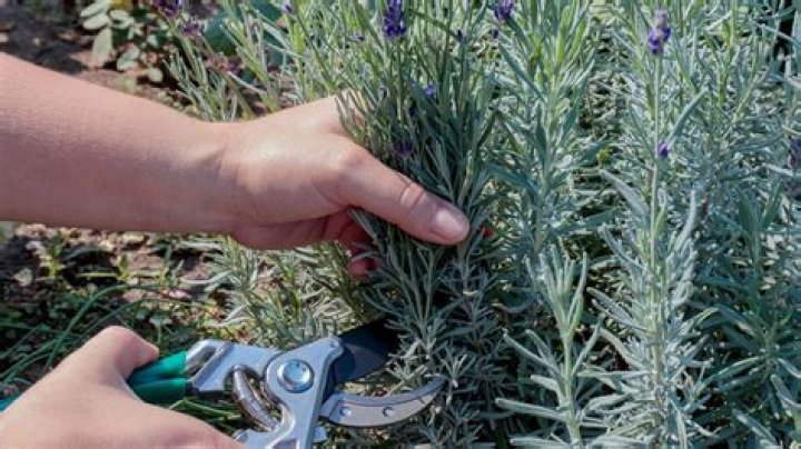 Does lavender need to be protected from frost?