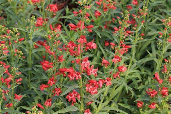 Does penstemon need full sun?