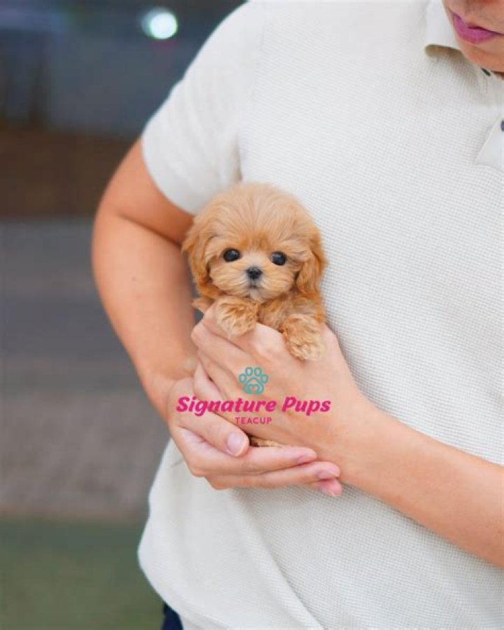 How are teacups puppies made?