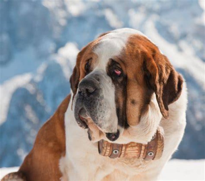 How does bernard humiliate the director?