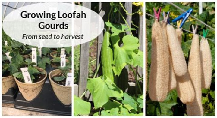 How to dry luffa gourds?