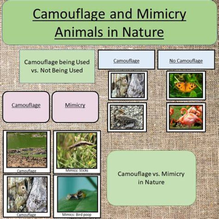 Is it mimicry or camouflage?