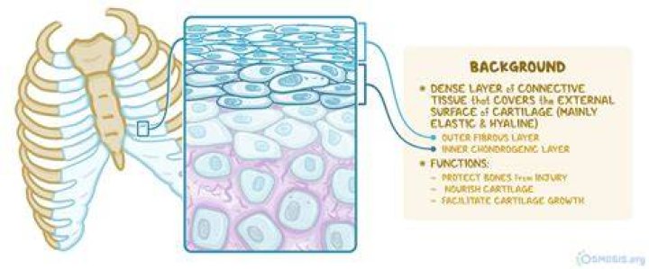 Is perichondrium a word?