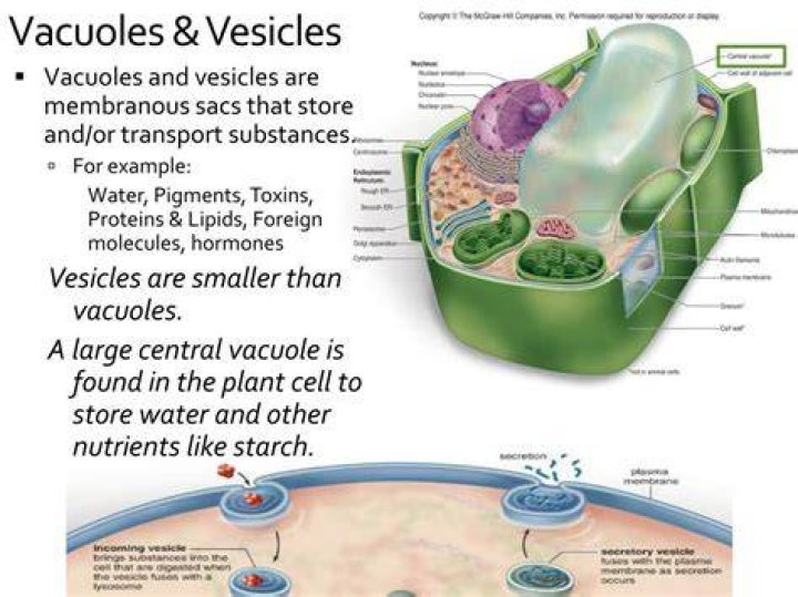 Is vesicles and vacuoles the same thing?