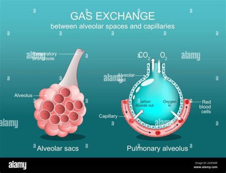 Were is your alveoli?