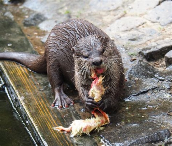 What do asian small clawed otters eat?