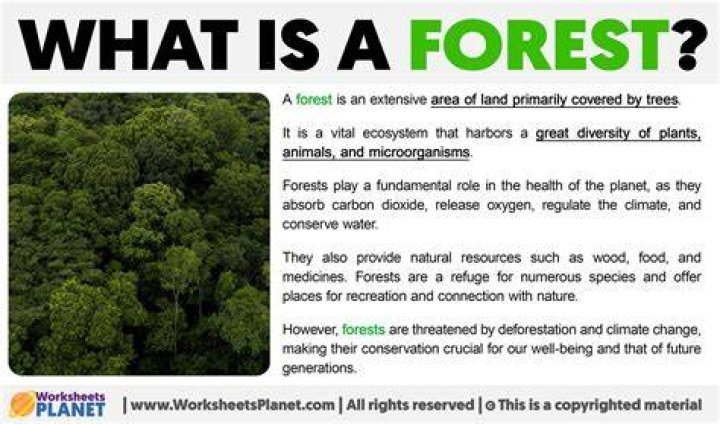 What does forest mean?