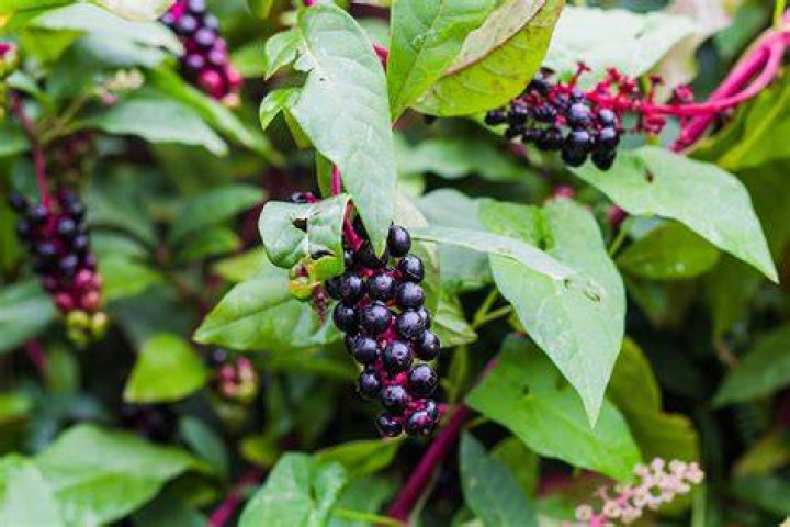 What does sarsaparilla mean?