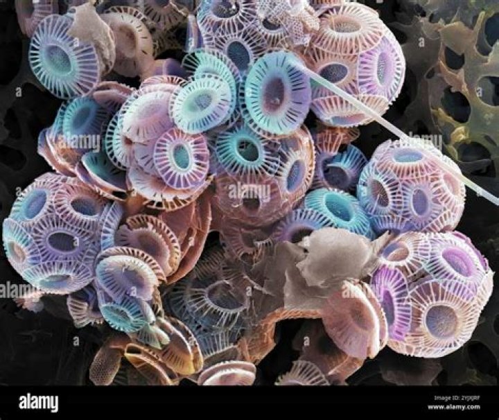 What is coccolithophores ocean?