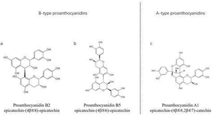 What is oligomeric proanthocyanidins?