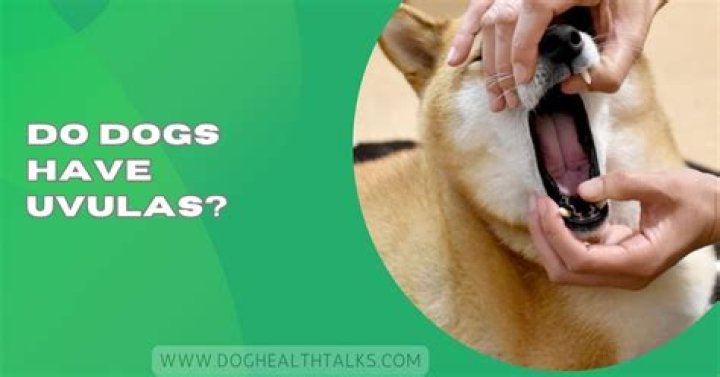 What species have uvulas?