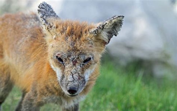 What to do about mangy foxes?