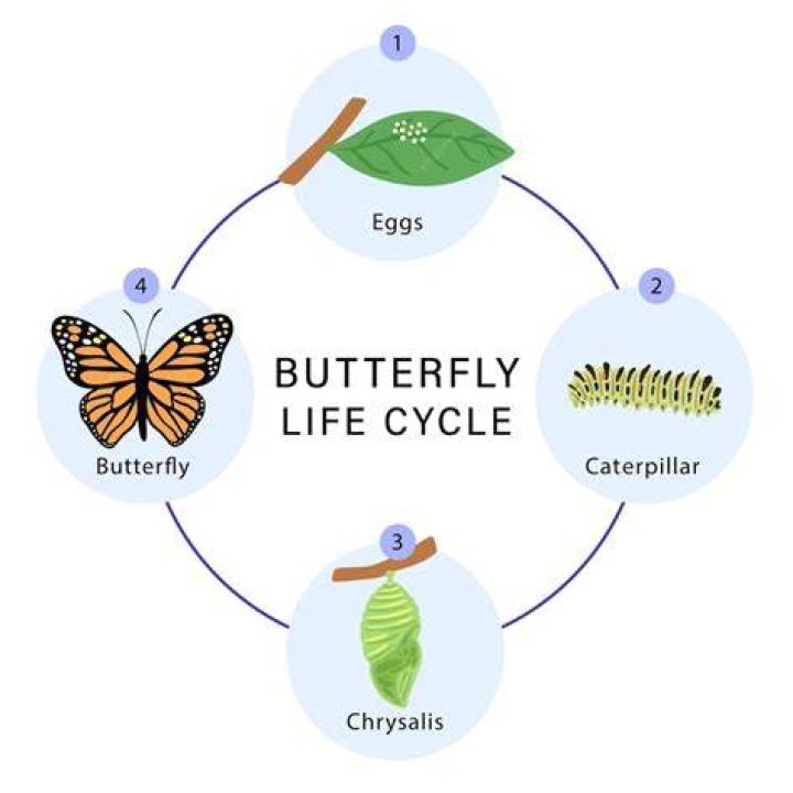 Whats a sentence using the word chrysalis?