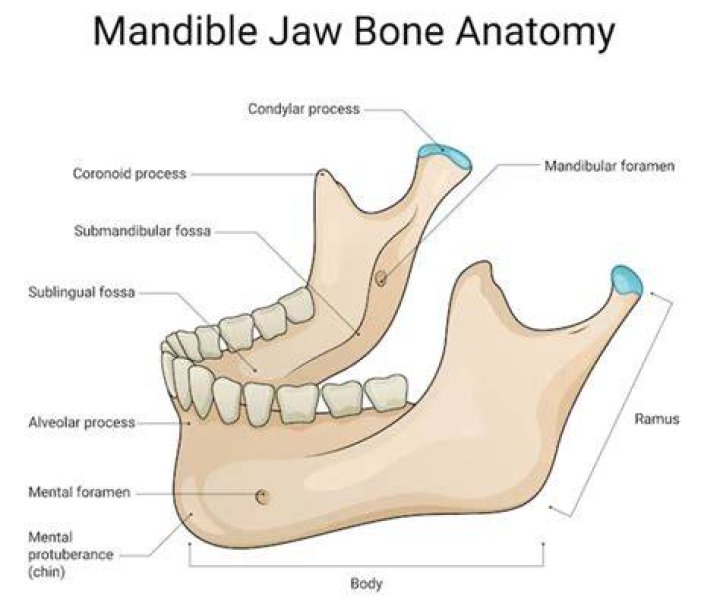 Whats located under your jaw?