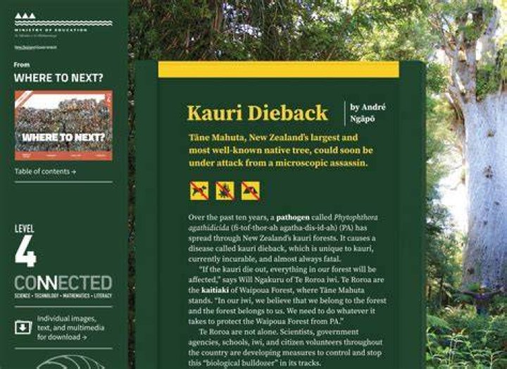 When did kauri dieback start?