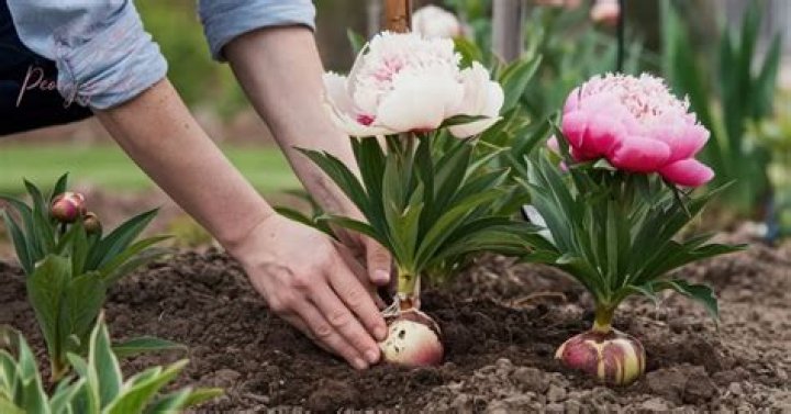 When do you plant peony bulbs?