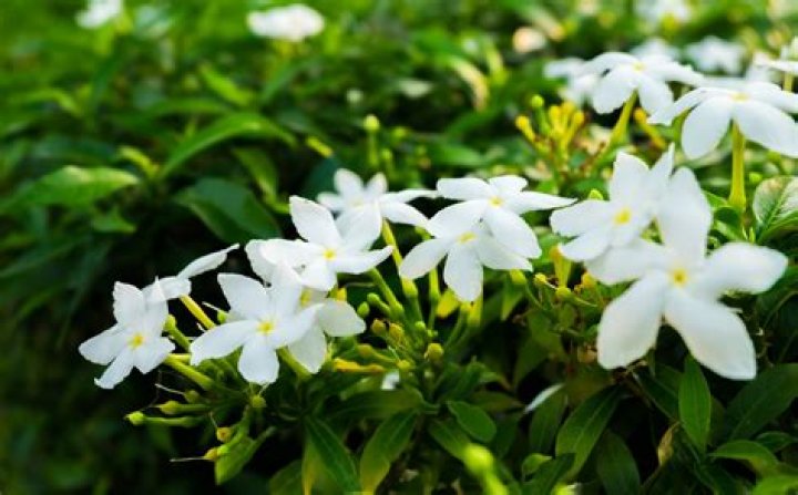 When is pikake in season?