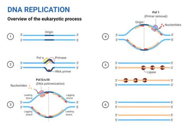 When replication of dna occurs?
