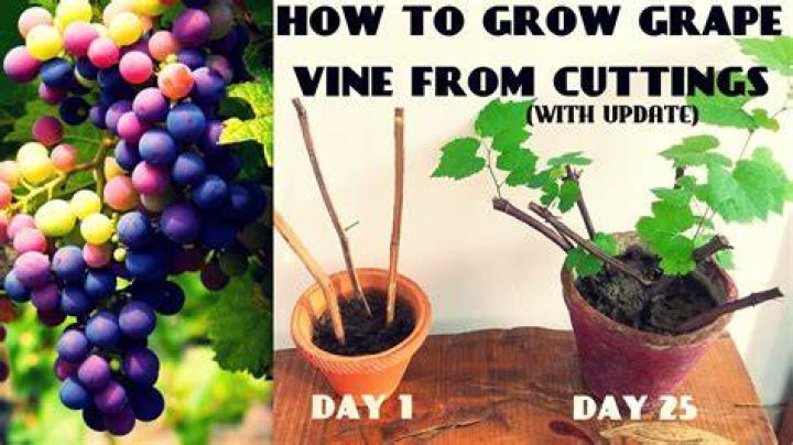 When to plant a grape vine?