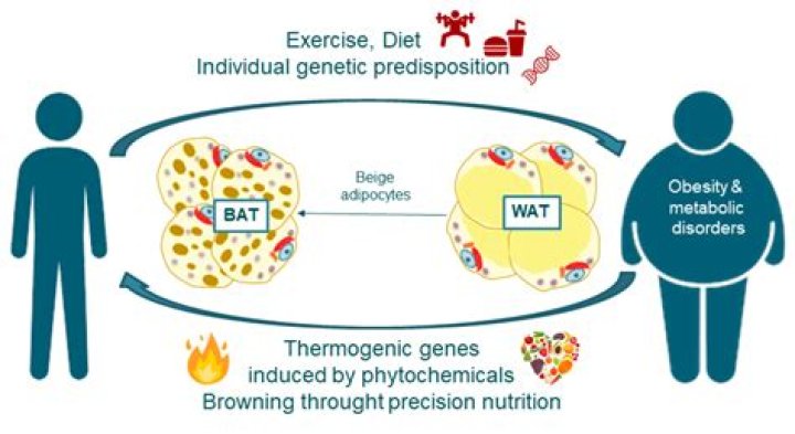 When to take thermogenic protein?