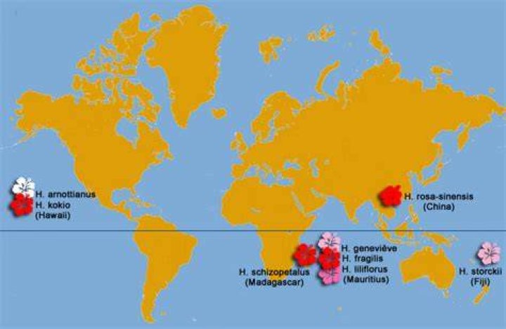 Where are hibiscus found?