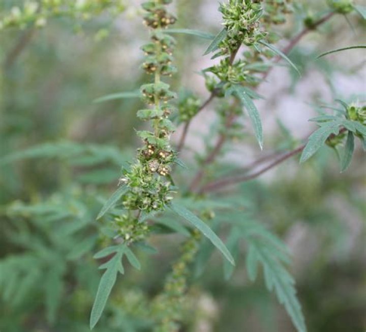 Where is ragweed in canada?