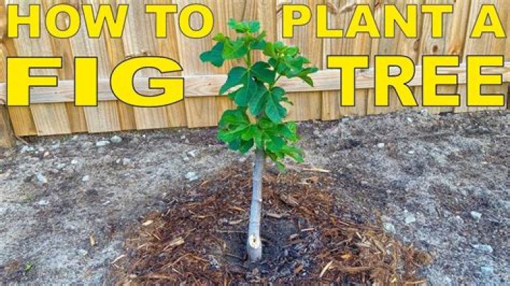 Where to plant a fig tree?