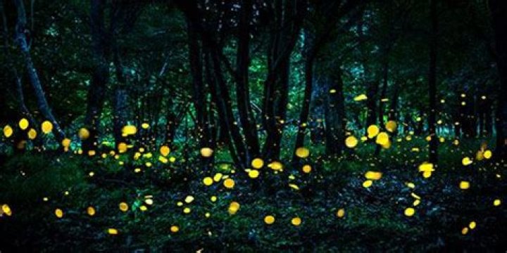Where to see synchronous fireflies?