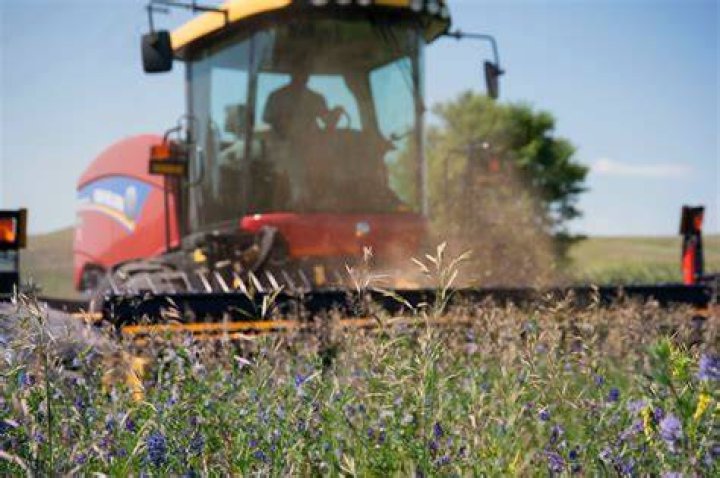 Which alfalfa cutting is best?
