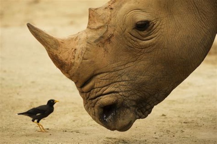 Which animal can live forever?