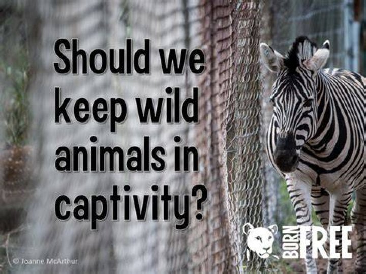 Why are animals in captivity?