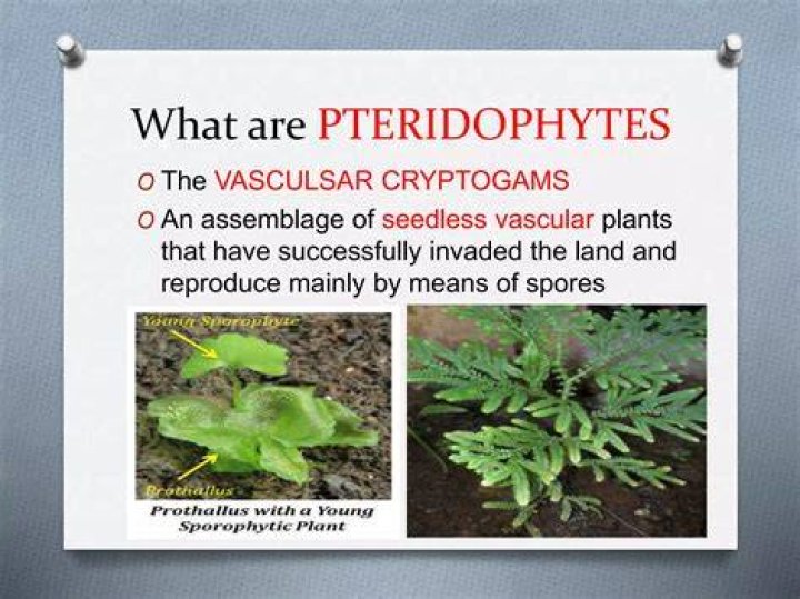 Why are pteridophytes described as botanical snakes?