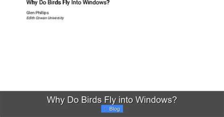 Why do birds constantly fly into windows?
