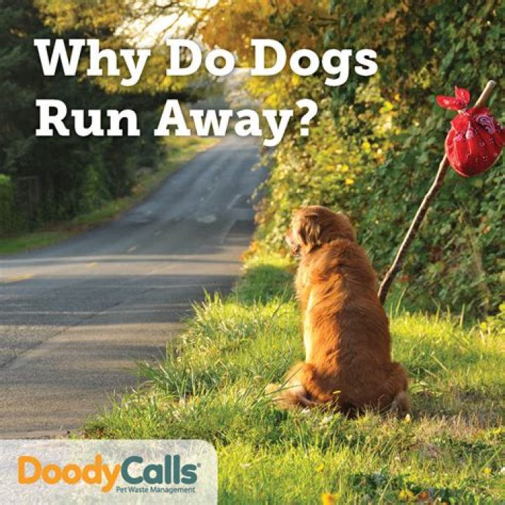 Why do dogs run out the door?