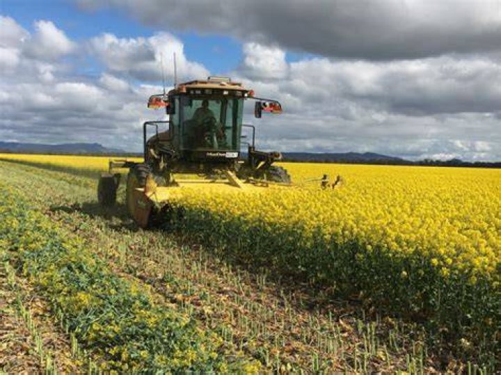 Why do they windrow canola?
