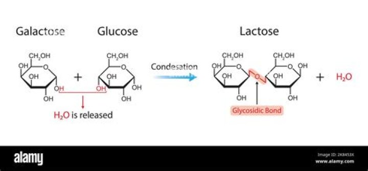Why glucose and galactose cannot act as inducers?