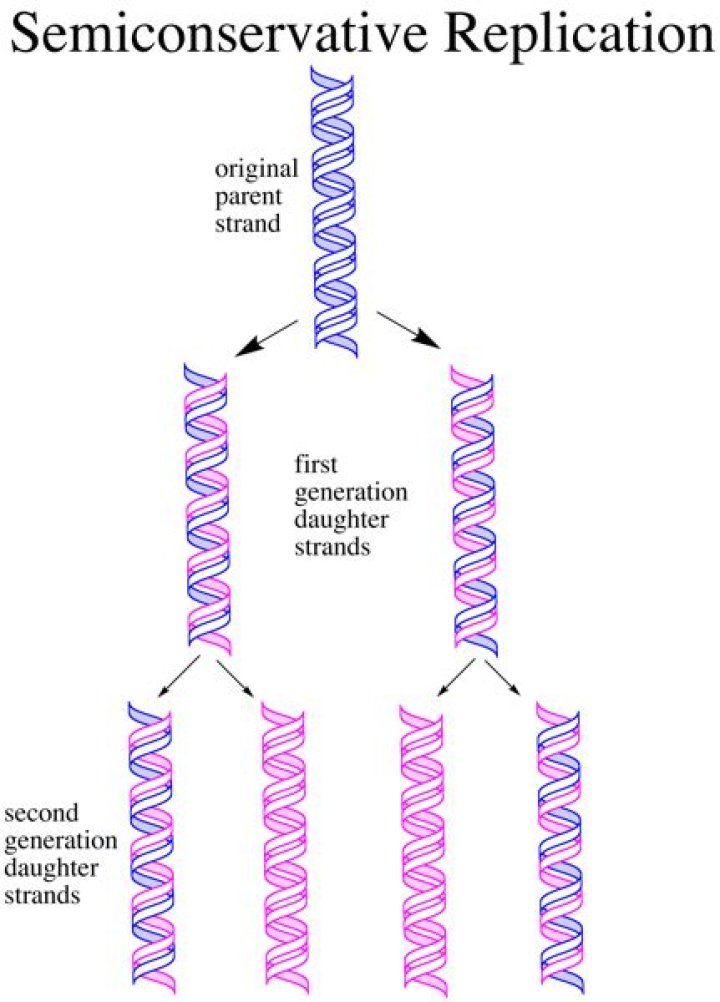 Why is dna replication said to be semiconservative?